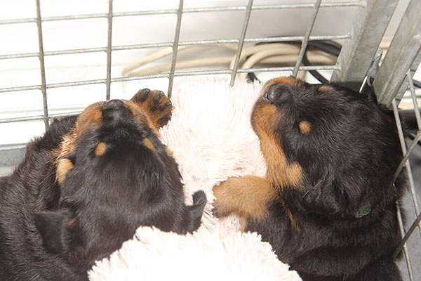 a2-nest week 4 pupfoto 4zl