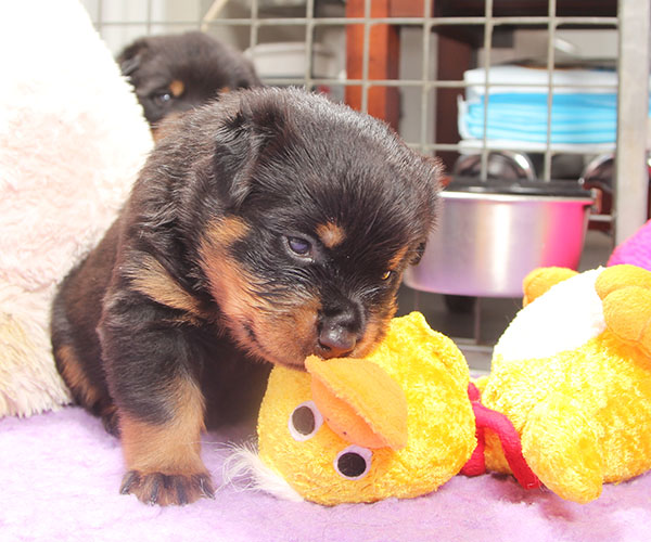 a2-nest week 4 pupfoto 4zm