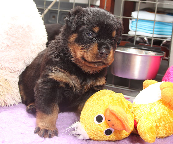 a2-nest week 4 pupfoto 4zn