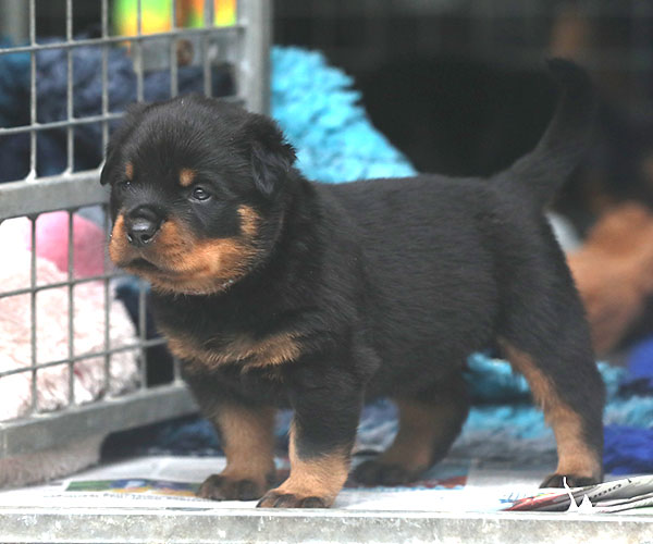 a2-nest week 4 pupfoto 4zr