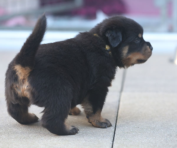 a2-nest week 5 pupfoto 5a