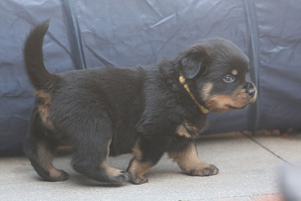 a2-nest week 5 pupfoto 5d