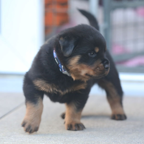 a2-nest week 5 pupfoto 5e