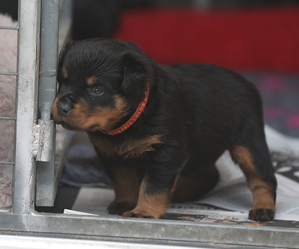 a2-nest week 5 pupfoto 5h