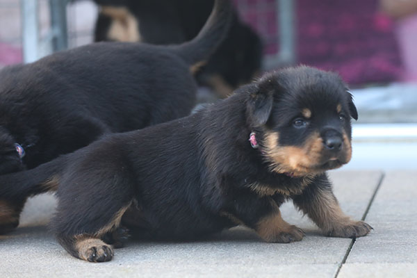 a2-nest week 5 pupfoto 5i