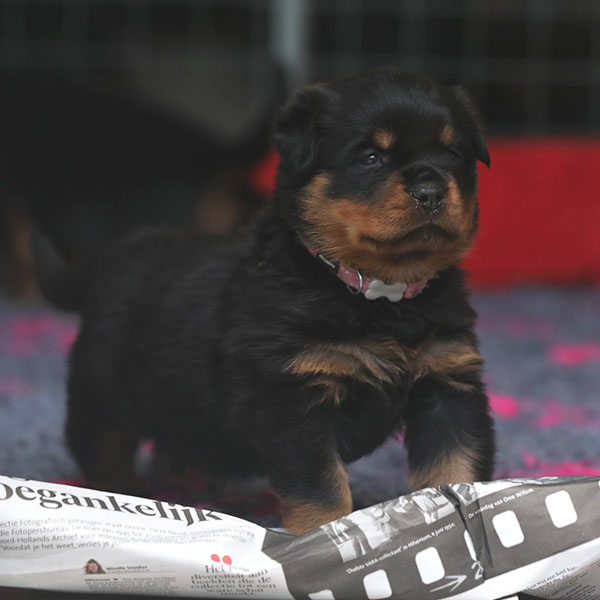 a2-nest week 5 pupfoto 5l