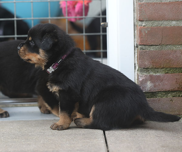 a2-nest week 5 pupfoto 5m