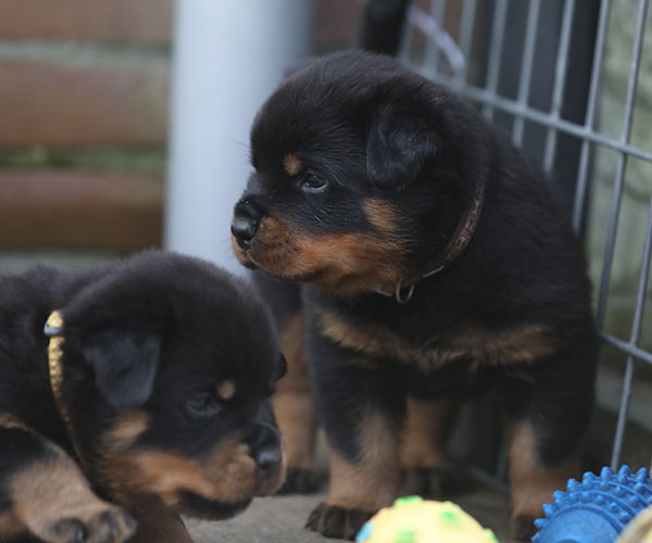 a2-nest week 5 pupfoto 5n