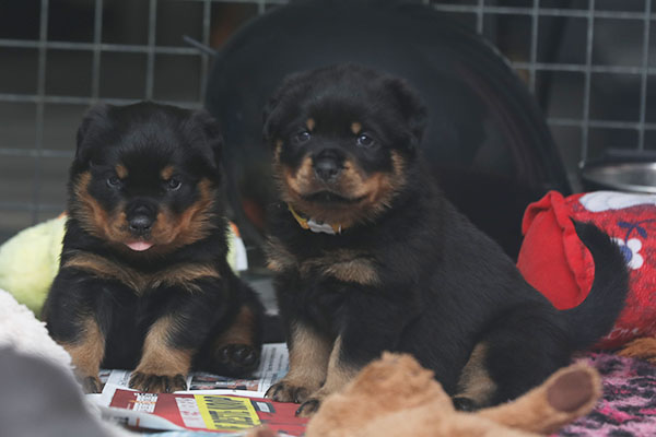 a2-nest week 5 pupfoto 5p