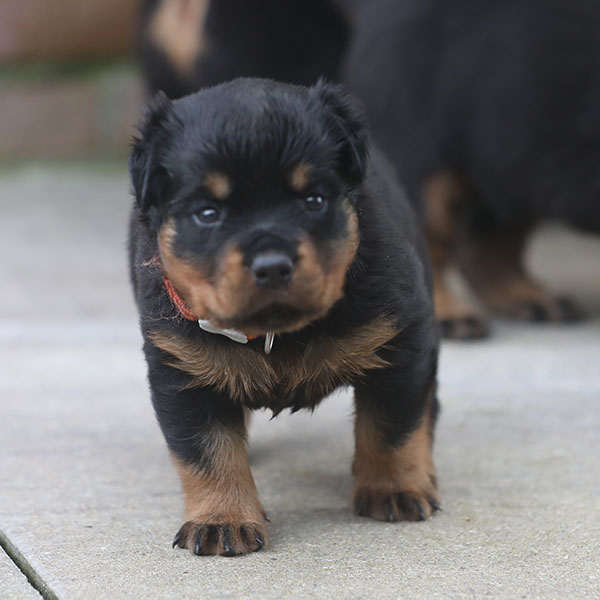 a2-nest week 5 pupfoto 5q