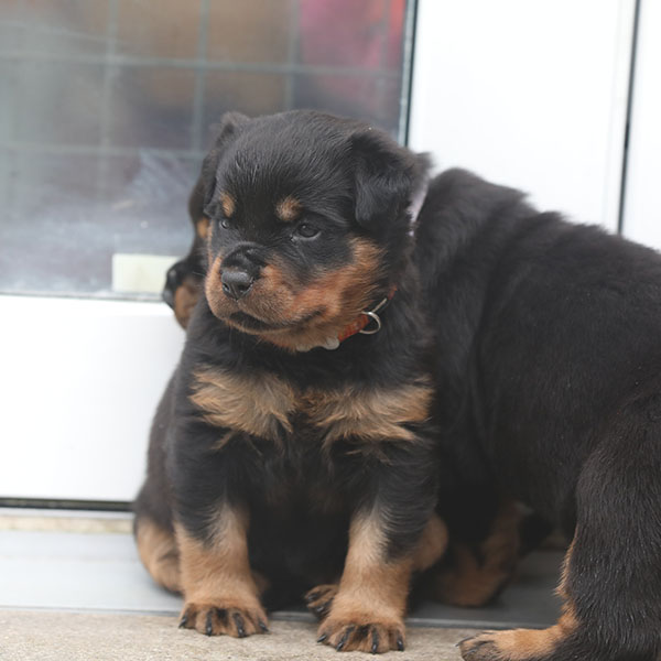 a2-nest week 5 pupfoto 5w