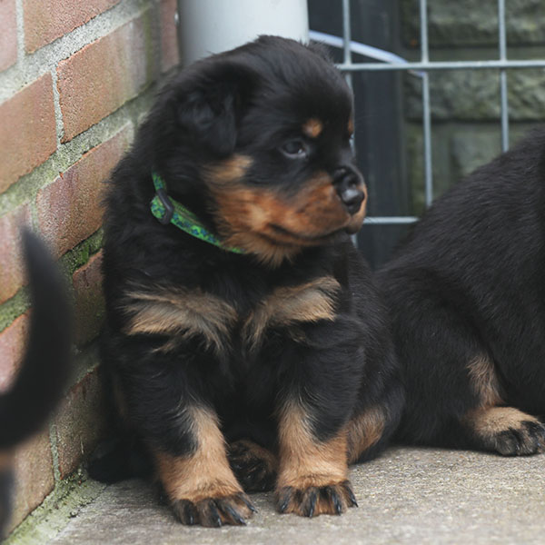 a2-nest week 5 pupfoto 5x