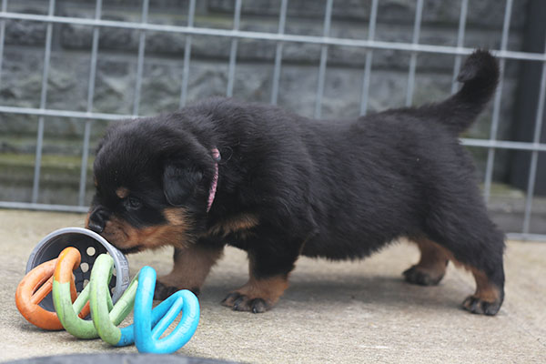 a2-nest week 5 pupfoto 5zb