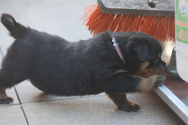 a2-nest week 5 pupfoto 5ze