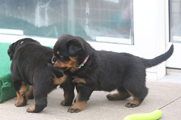 a2-nest week 5 pupfoto 5zf