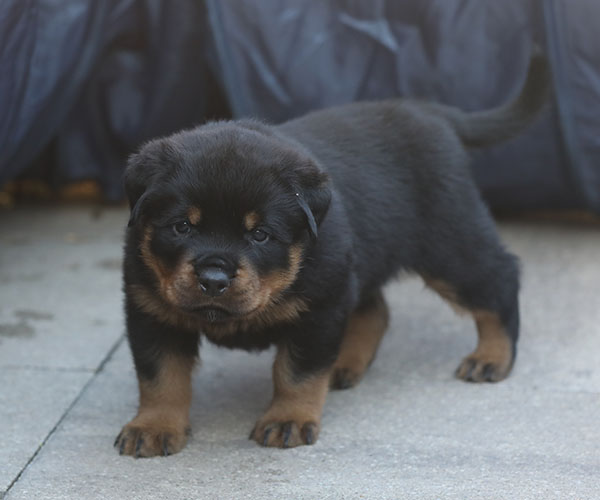 a2-nest week 5 pupfoto 5zg