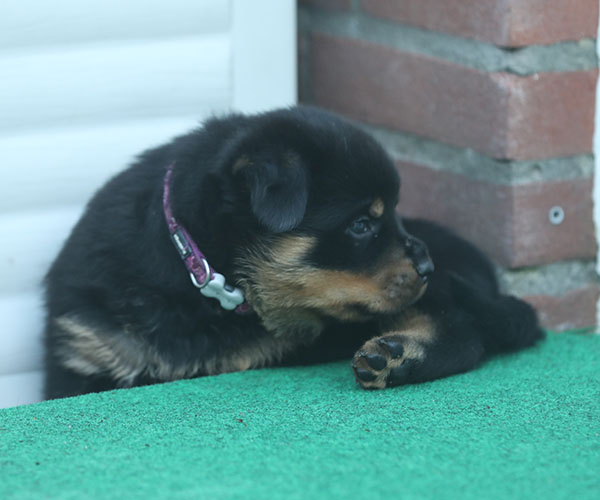 a2-nest week 5 pupfoto 5zh