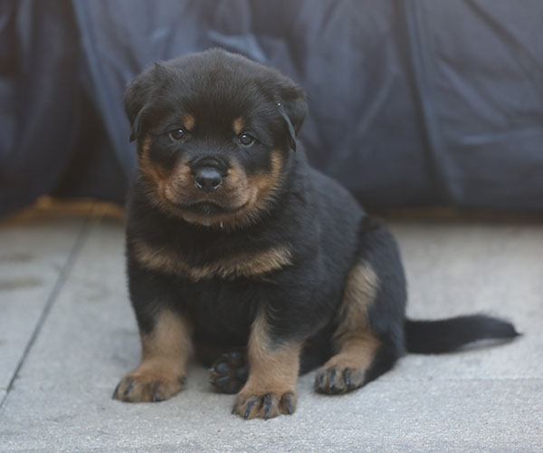 a2-nest week 5 pupfoto 5zi