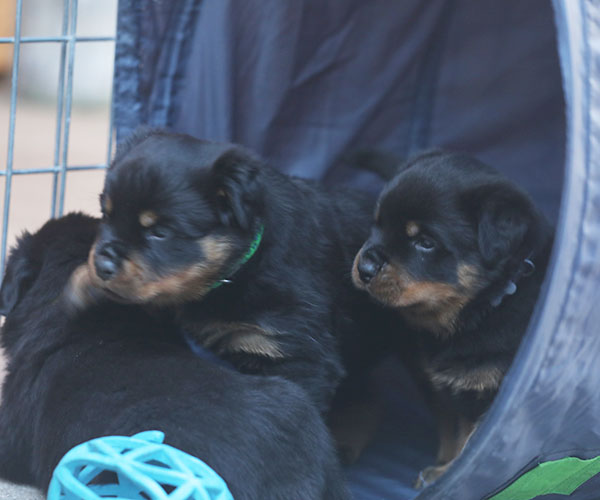 a2-nest week 5 pupfoto 5zj