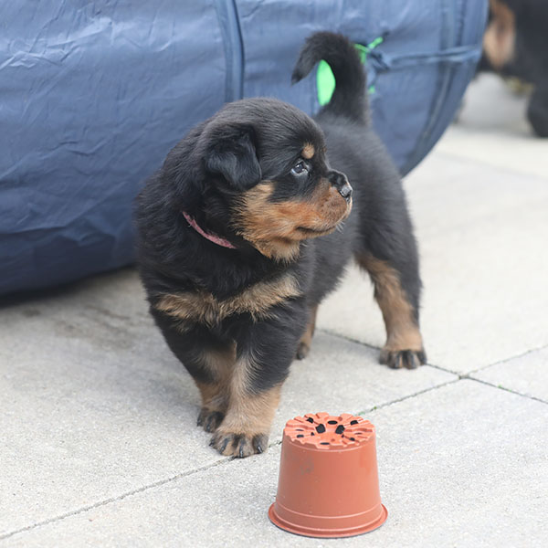 a2-nest week 5 pupfoto 5zl