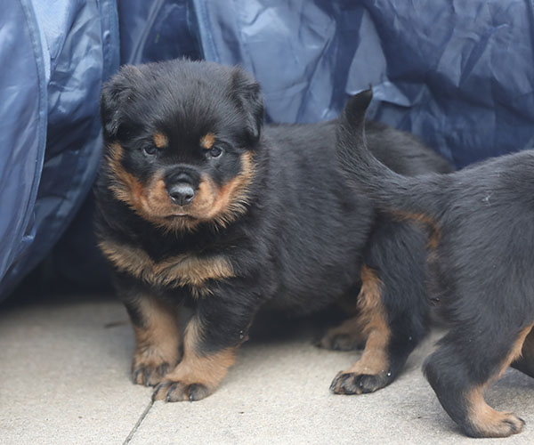 a2-nest week 5 pupfoto 5zm