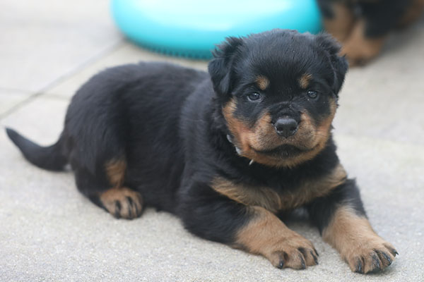 a2-nest week 5 pupfoto 5zo