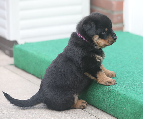 a2-nest week 5 pupfoto 5zq