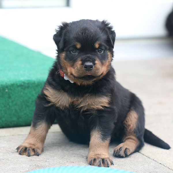 a2-nest week 5 pupfoto 5zs