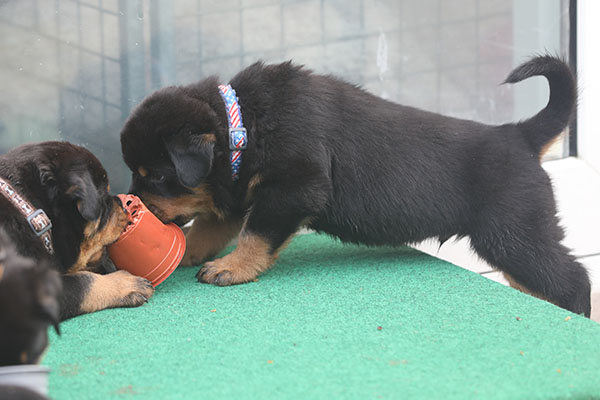 a2-nest week 6 pupfoto 6a