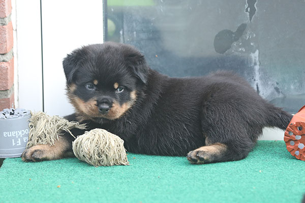 a2-nest week 6 pupfoto 6b