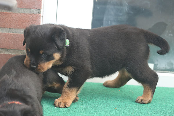 a2-nest week 6 pupfoto 6c