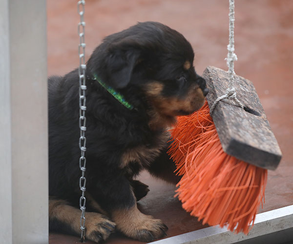 a2-nest week 6 pupfoto 6h