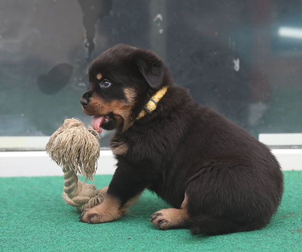 a2-nest week 6 pupfoto 6k