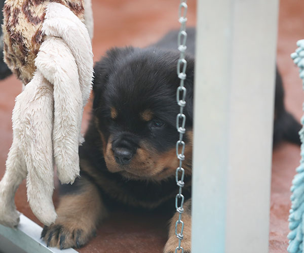 a2-nest week 6 pupfoto 6l