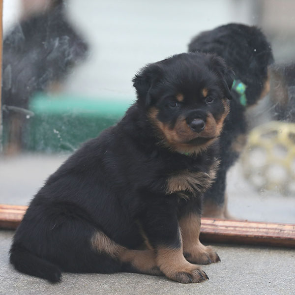 a2-nest week 6 pupfoto 6m