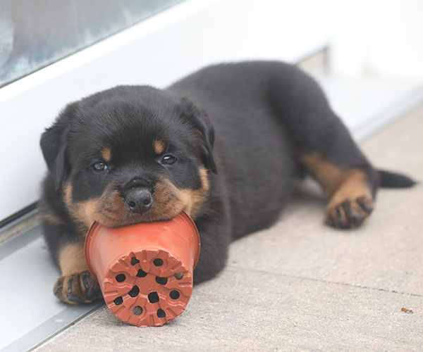 a2-nest week 6 pupfoto 6o