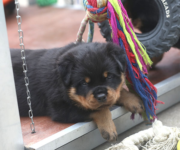 a2-nest week 6 pupfoto 6p