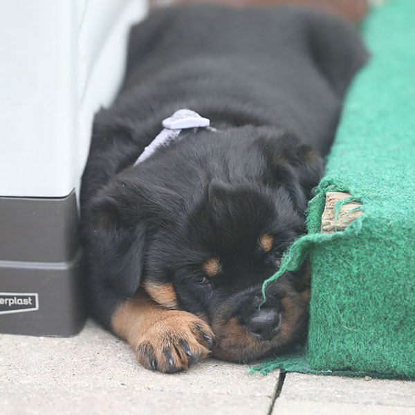 a2-nest week 6 pupfoto 6u