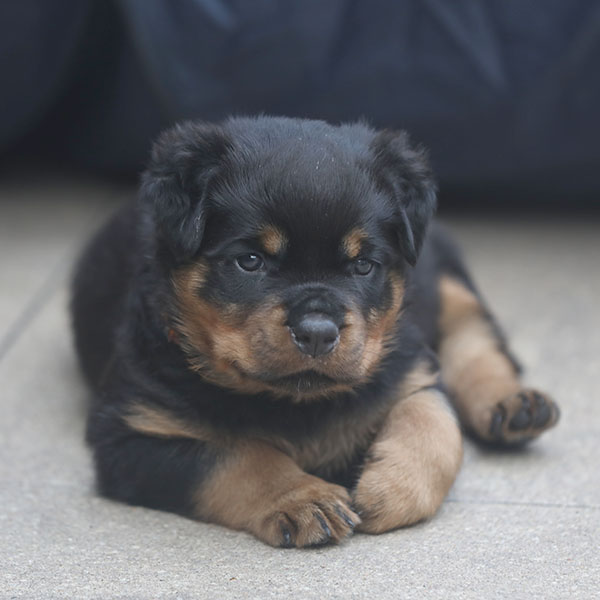 a2-nest week 6 pupfoto 6v