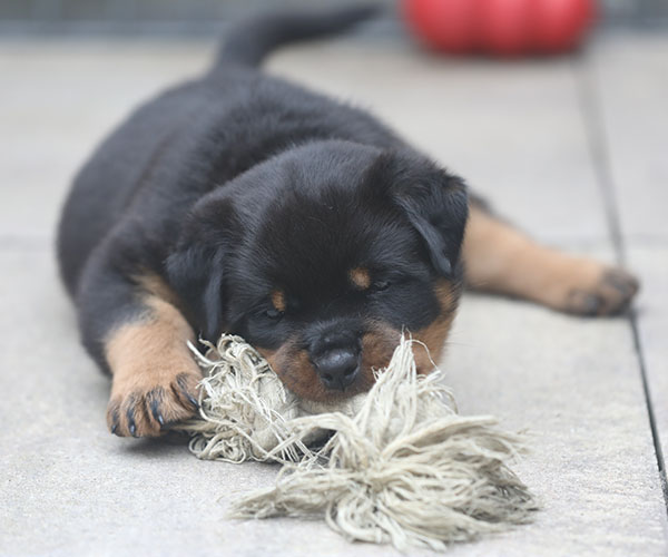 a2-nest week 6 pupfoto 6x