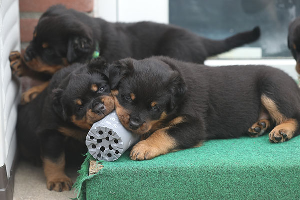 a2-nest week 6 pupfoto 6y