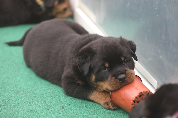 a2-nest week 6 pupfoto 6z