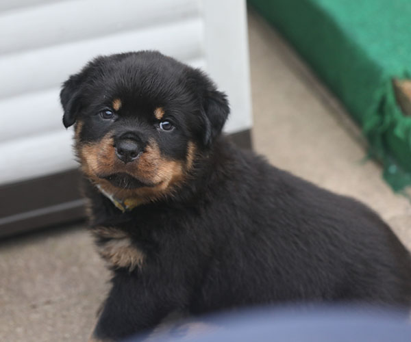 a2-nest week 6 pupfoto 6zb