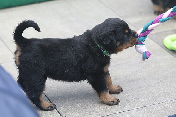 a2-nest week 6 pupfoto 6zd