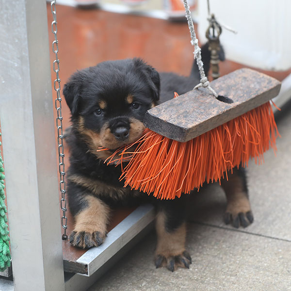 a2-nest week 6 pupfoto 6zf