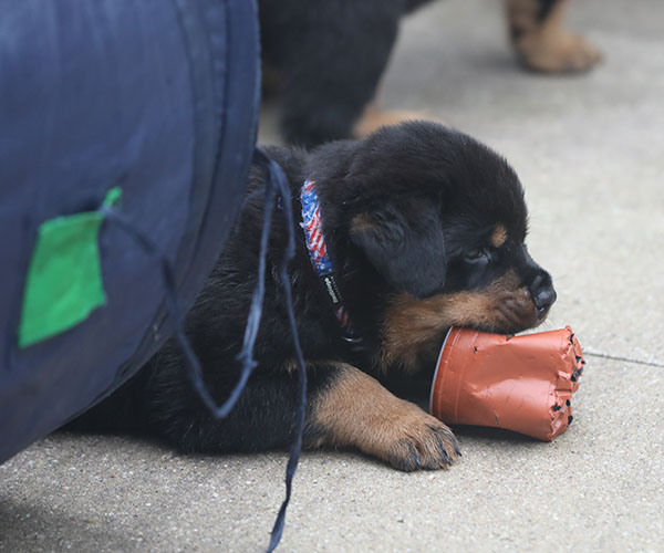 a2-nest week 6 pupfoto 6zg