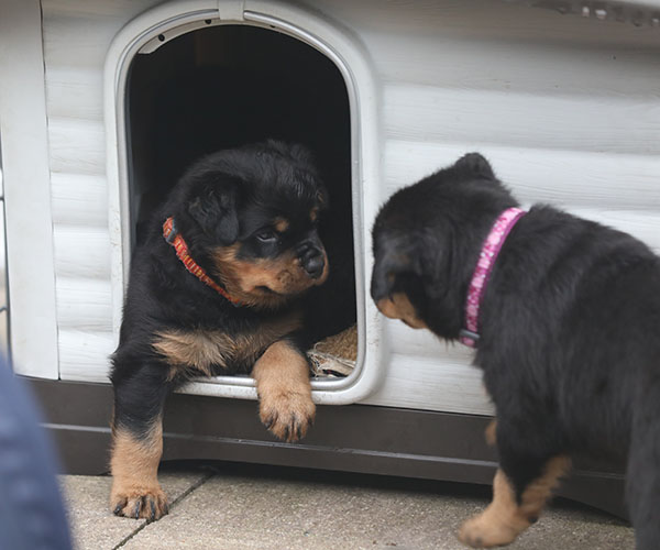 a2-nest week 6 pupfoto 6zh