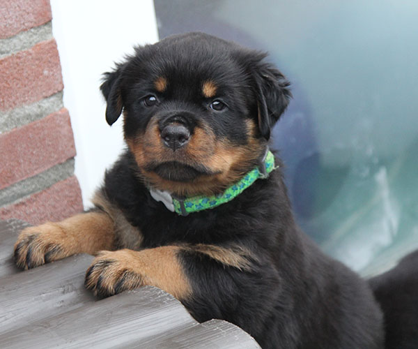 a2-nest week 6 pupfoto 6zi