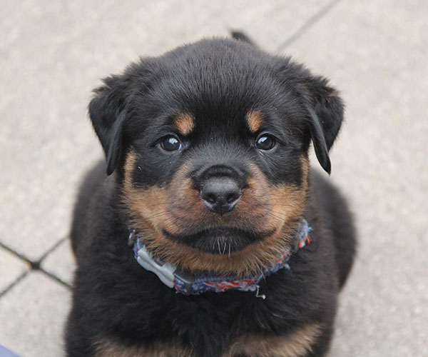 a2-nest week 6 pupfoto 6zj