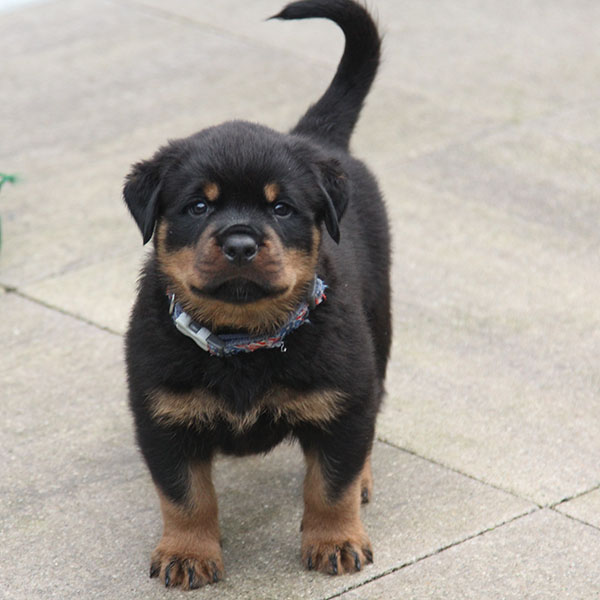 a2-nest week 6 pupfoto 6zk